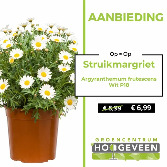 Struikmargriet