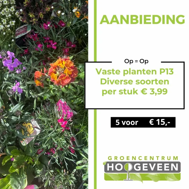 Vaste planten