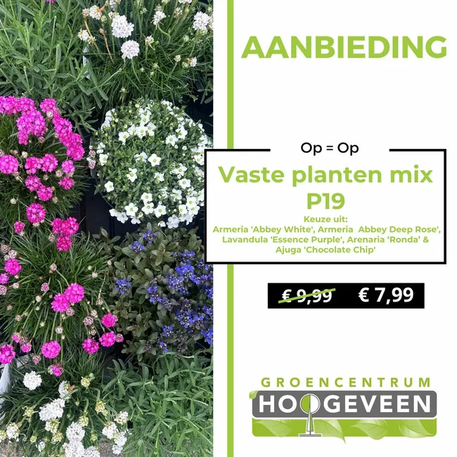Vaste planten