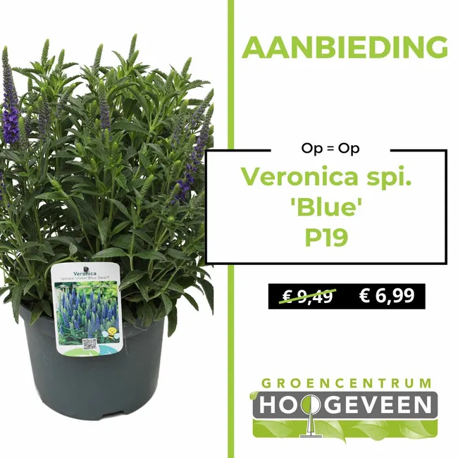 Veronica
