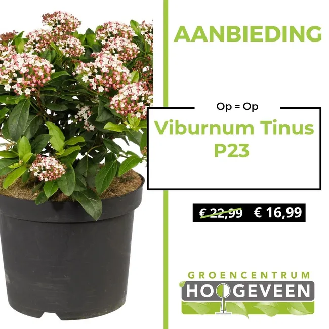 Viburnum
