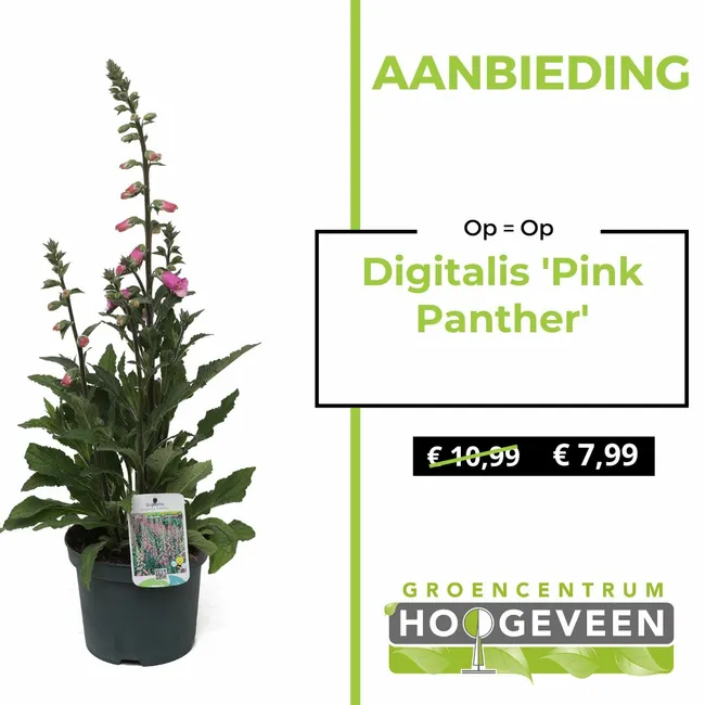 Vingerhoedskruid