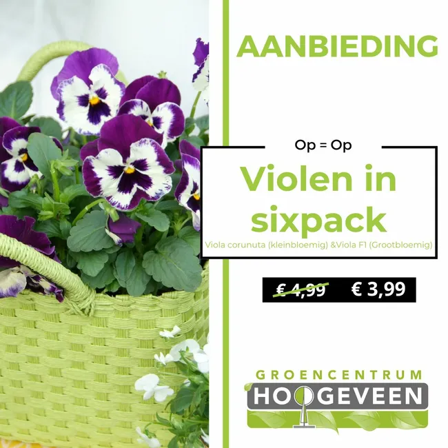 Violen