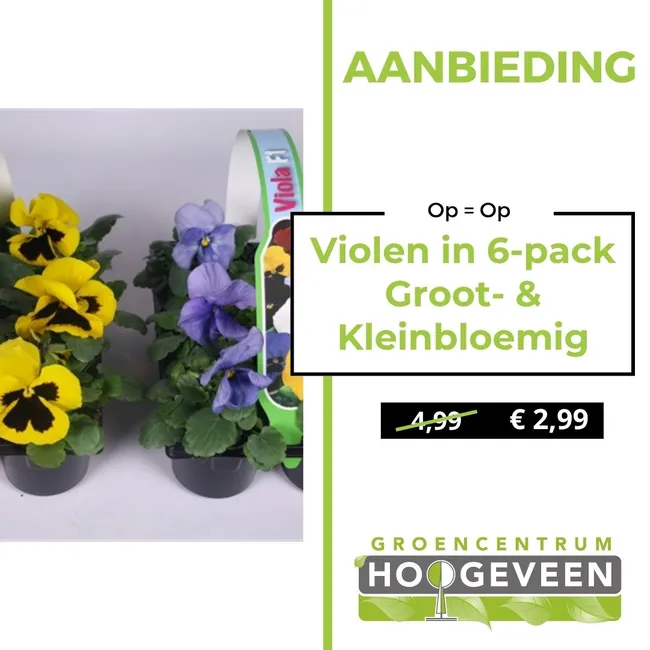 Violen