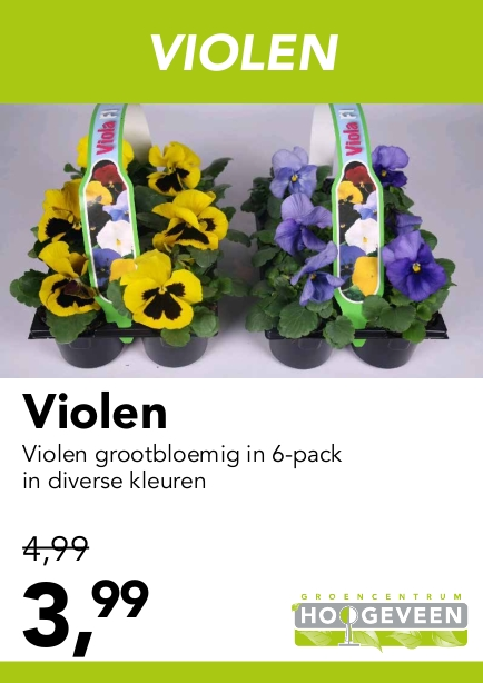 Violen