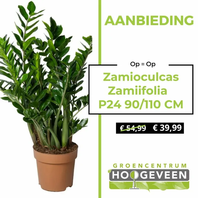 Zamioculcas