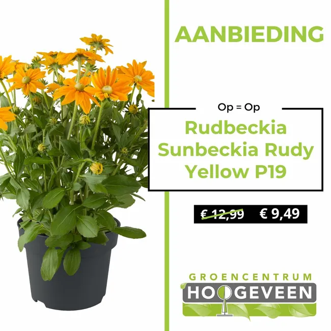 Zonnehoed