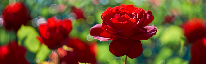 rozen-klimplanten-kopen-hoogeveen