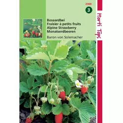 Aardbeien Baron Van Solemacher - afbeelding 1