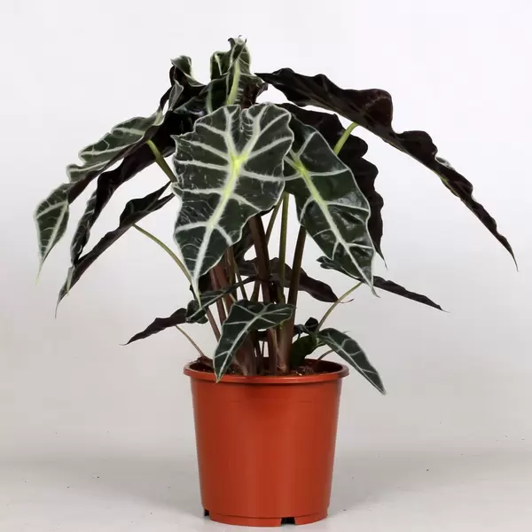 Alocasia amazonica 'Polly' P17 H45