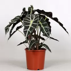 Alocasia amazonica 'Polly' P17 H45