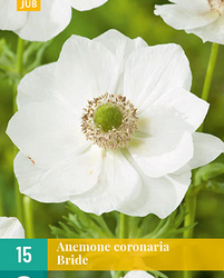 Anemone cor. bride 15st