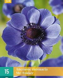 Anemone cor. mr. fokker 15st