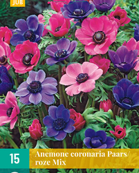 Anemone cor. paars/roze mix 15st