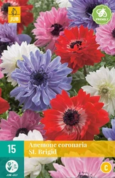 Anemone cor. st. brigid 15st