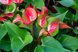 Anthurium