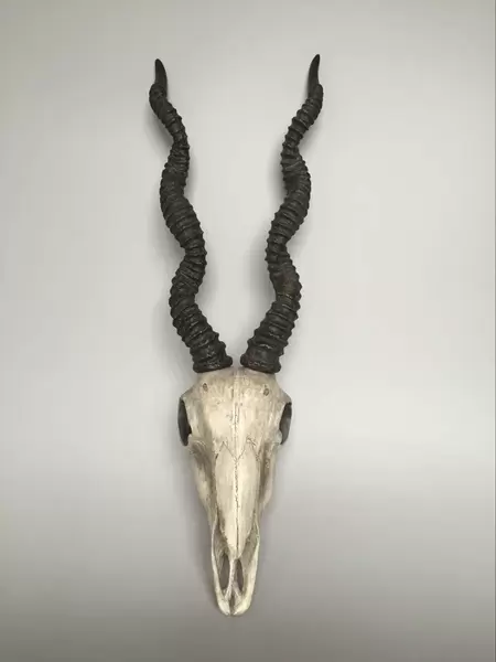 Antilope schedel wit l25.5b15h77cm