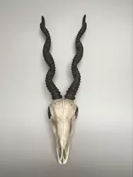 Antilope schedel wit l25.5b15h77cm