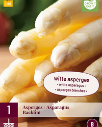 Asparagus backlim 1st