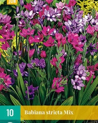 Babiana stricta mix 10st