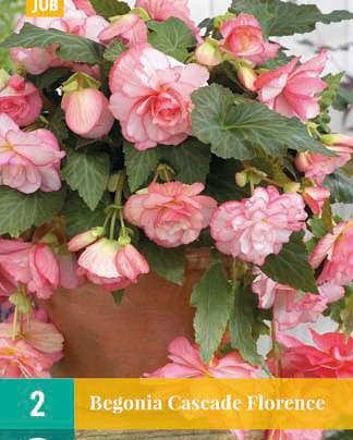 Begonia cascade florence 2st