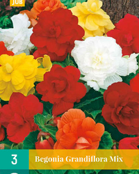 Begonia grandiflora mix 3st