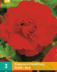 Begonia grandiflora rood 3st