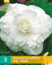 Begonia grandiflora wit 3st