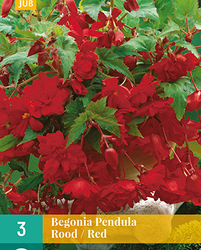Begonia pendula rood 3st