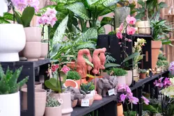 Bloeiende Kamerplanten