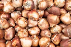 Bloembollen en zaden