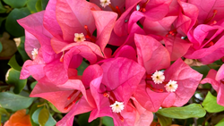 Bourgainvillea