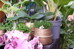 Cactussen & Vetplanten