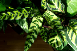 Calathea