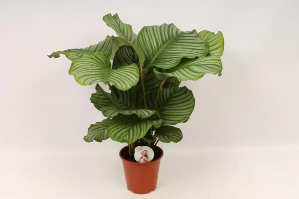 Calathea orbifolia P19 H75 - afbeelding 1