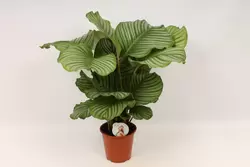 Calathea orbifolia P19 H75 - afbeelding 4