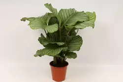 Calathea orbifolia P19 H75 - afbeelding 2
