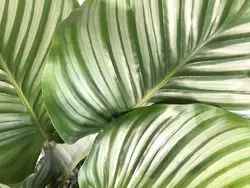 Calathea orbifolia P19 H75 - afbeelding 3