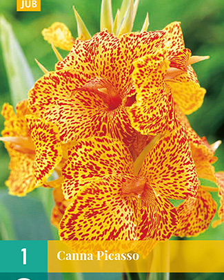 Canna picasso 1st
