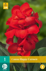 Canna (sol) happy carmen 1st