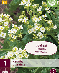 Crambe maritima 1st