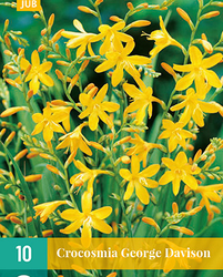 Crocosmia george davidson 10st