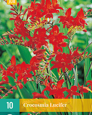 Crocosmia lucifer 10st