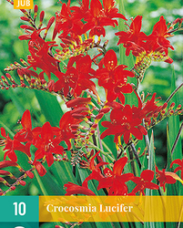 Crocosmia lucifer 10st