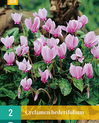 Cyclamen hederifolium 2st
