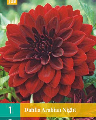 Dahlia arabian night 1st