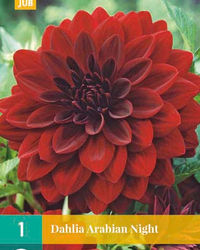 Dahlia arabian night 1st
