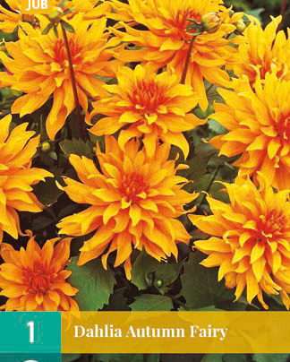 Dahlia autumn fairy 1st