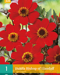 Dahlia bishop of llandaff 1st