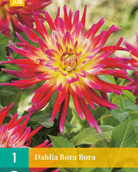 Dahlia bora bora 1st